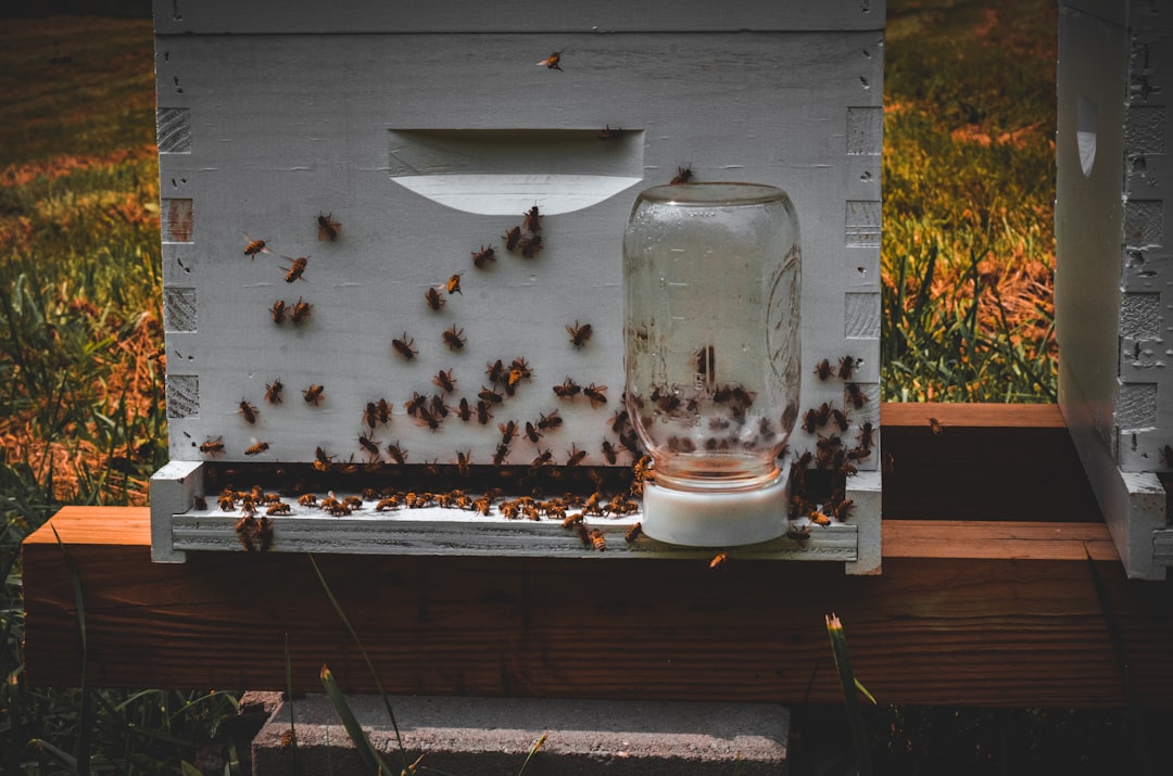 蜂の巣箱とはちみつ 蜂産品の品質管理